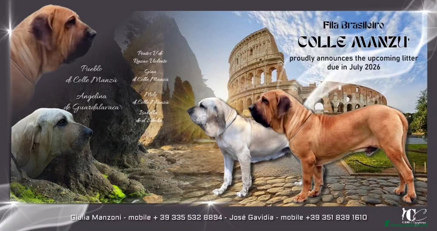 Fila Brasileiro cani Allevamento di Colle Manzù  - Annuncio 1