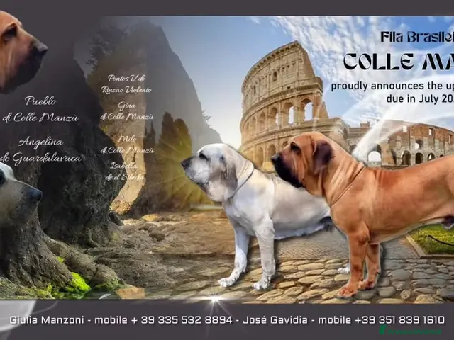 Fila Brasileiro cani in vendita: Allevamento di Colle Manzù - Annuncio 1