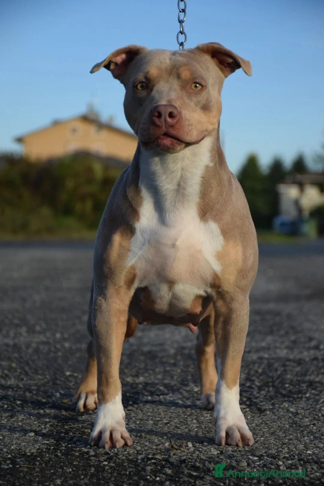 Pitbull cani in vendita: Cucciole di Pit bull con pedigree fino a 12 rate! - Annuncio 2
