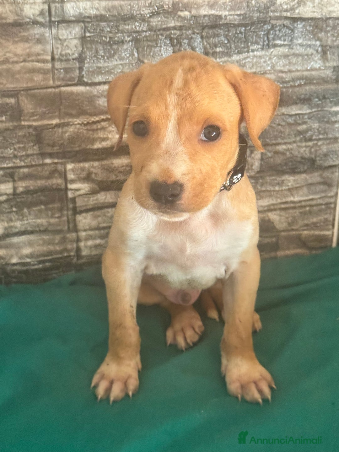 American Staffordshire cani in vendita: Amstaff  a Città metropolitana di Roma Capitale - Immagine 6