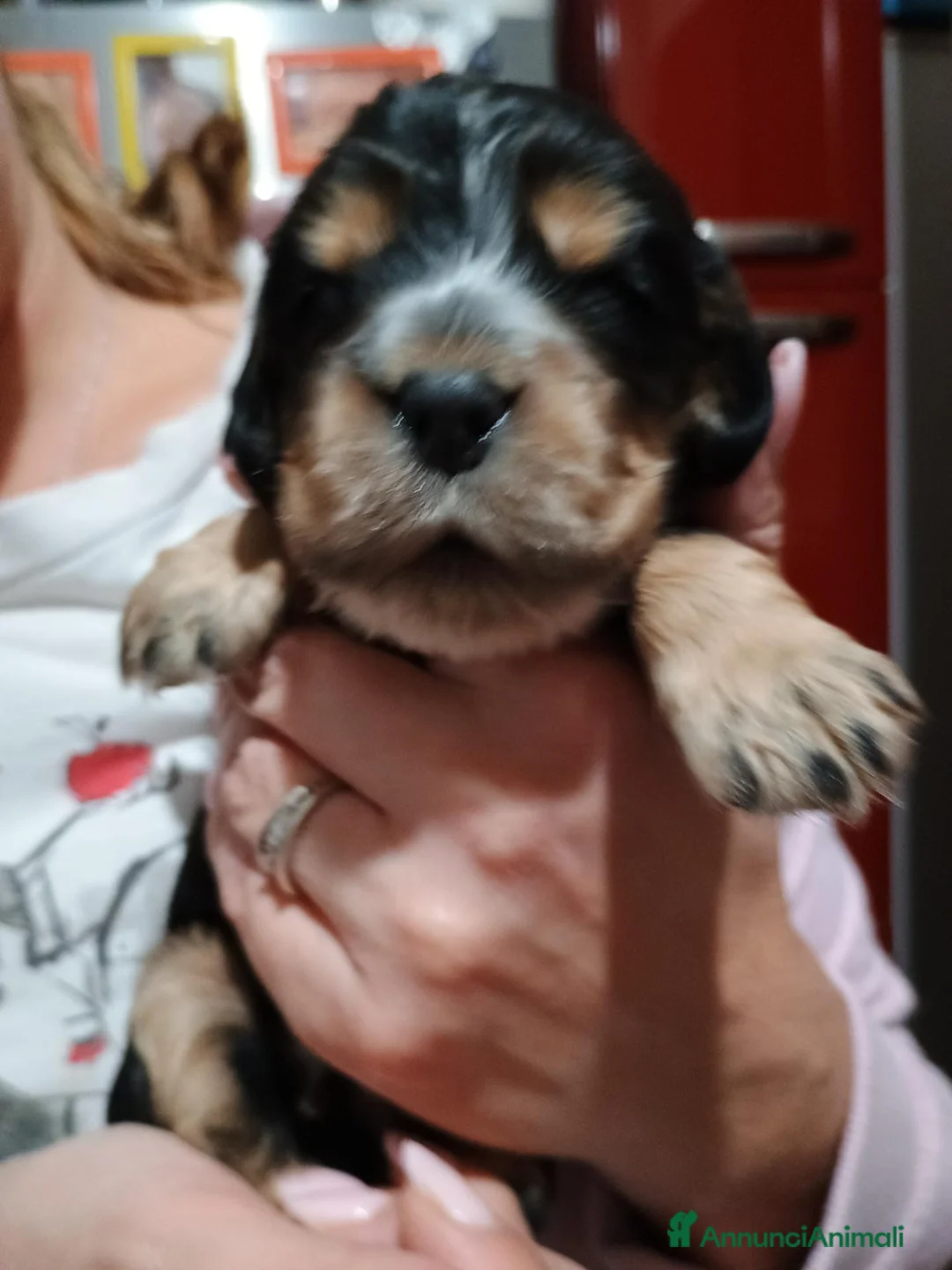 Cocker cani in vendita: Cocker spaniel - Annuncio 2