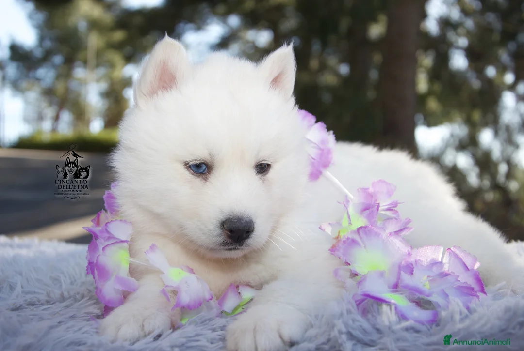 Husky cani in vendita: Cuccioli Siberian Husky total white Pedigre Enci - Annuncio 2