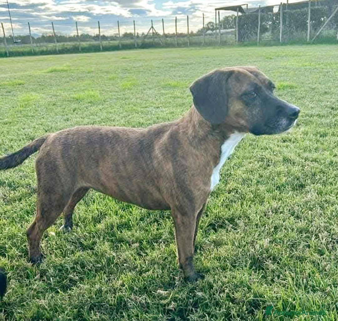 Meticcio cani in regalo: Piccola e dolcissima Tellina💖 - Annuncio 4