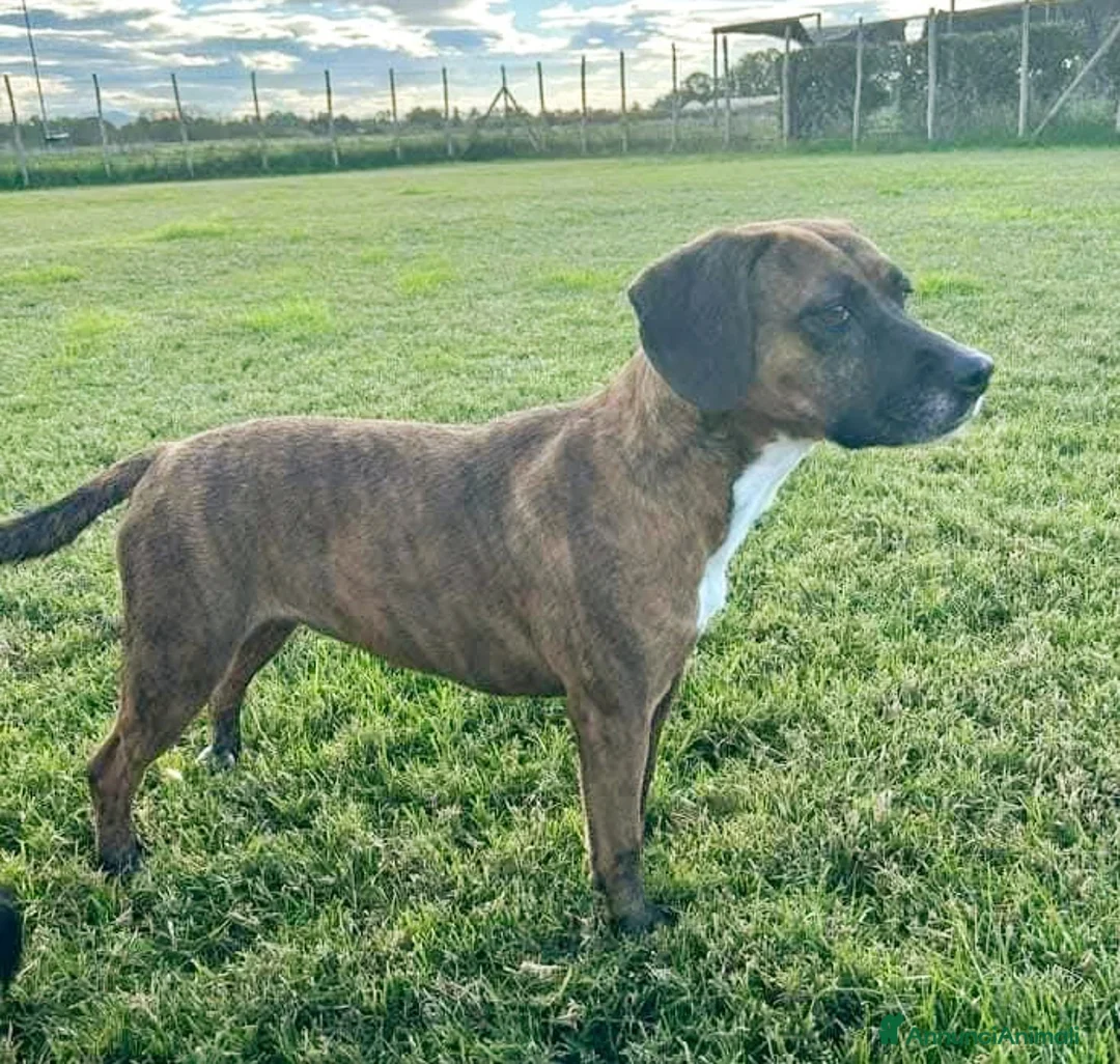 Meticcio cani in regalo: Piccola e dolcissima Tellina💖 - Annuncio 4