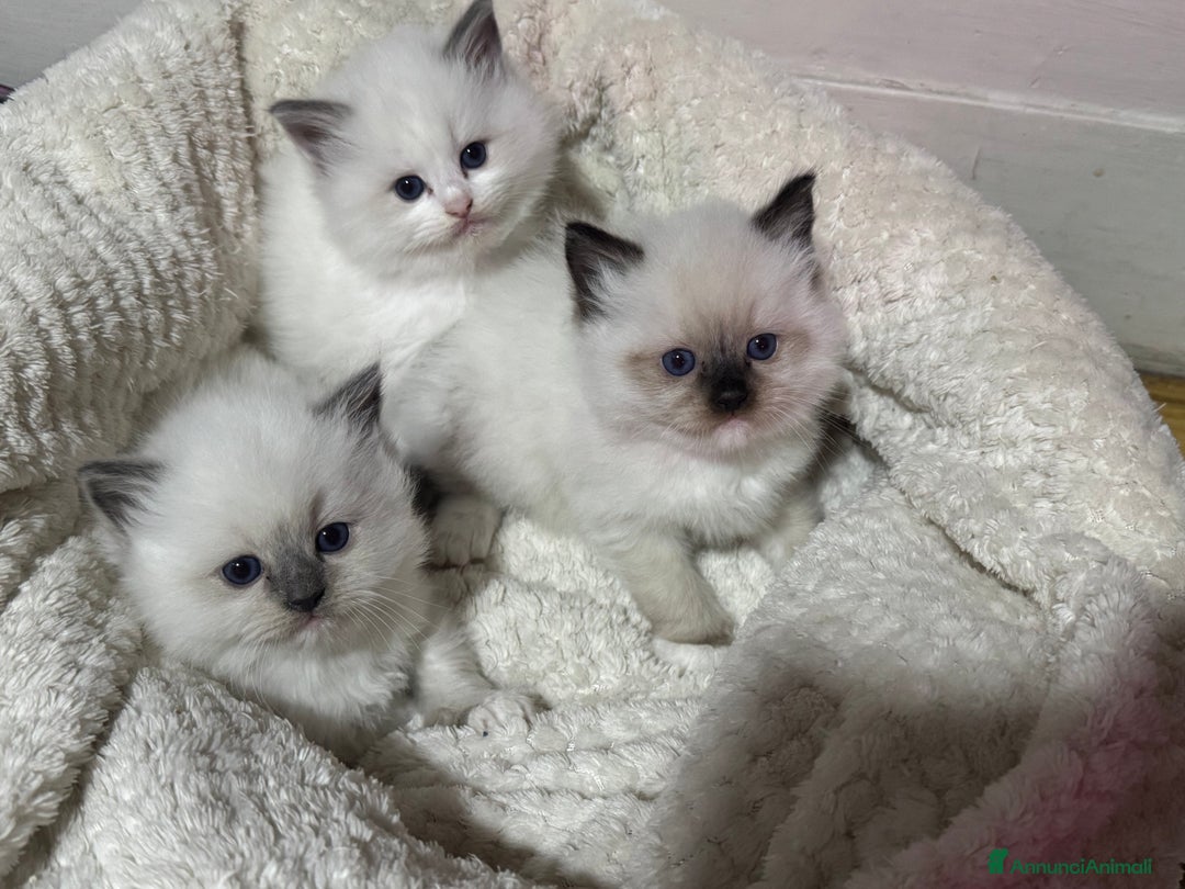 Ragdoll gatti in vendita: Dolcissimi Cuccioli Ragdoll  - Annuncio 1