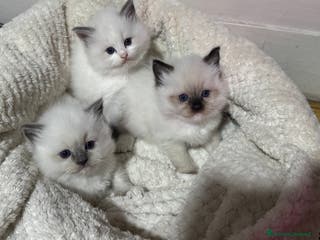 Ragdoll gatti Dolcissimi Cuccioli Ragdoll - Annuncio 2