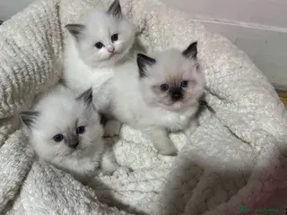Ragdoll gatti Dolcissimi Cuccioli Ragdoll - Annuncio 33