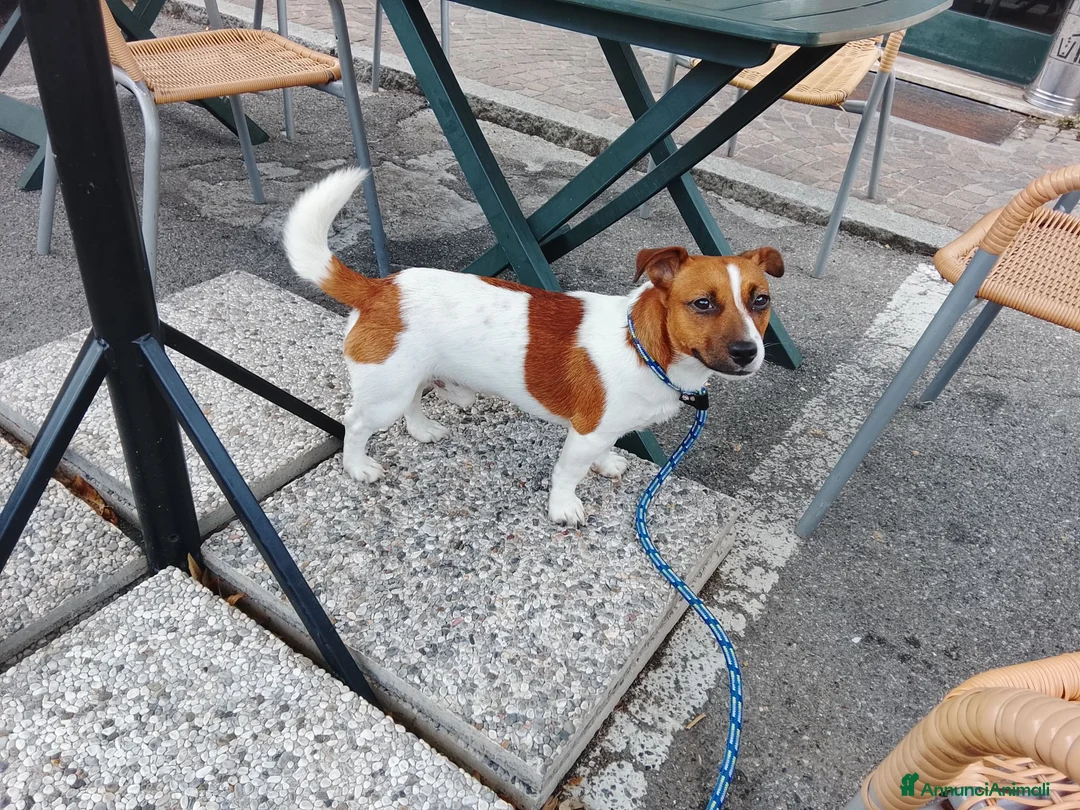 Jack Russell cani in vendita: Jack russel - Annuncio 1