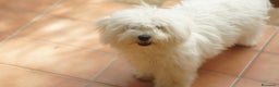 Bichon cani in vendita: Un Amore cresciuto con dedizione totale a Provincia del Sud Sardegna - Annuncio 10