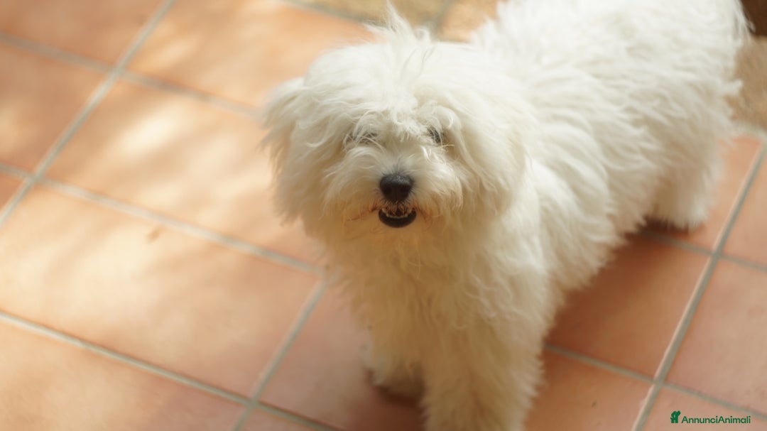 Bichon cani in vendita: Un Amore cresciuto con dedizione totale a Provincia del Sud Sardegna - Annuncio 10