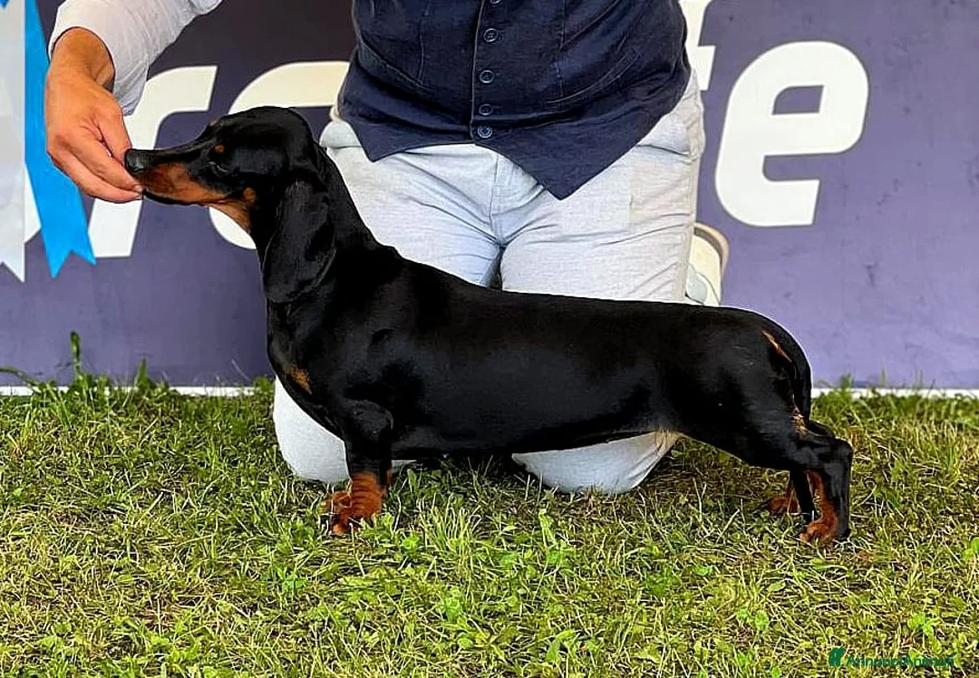 Bassotto cani in vendita: BASSOTTO STANDARD A PELO LISCIO a Provincia di Pavia - Annuncio 2
