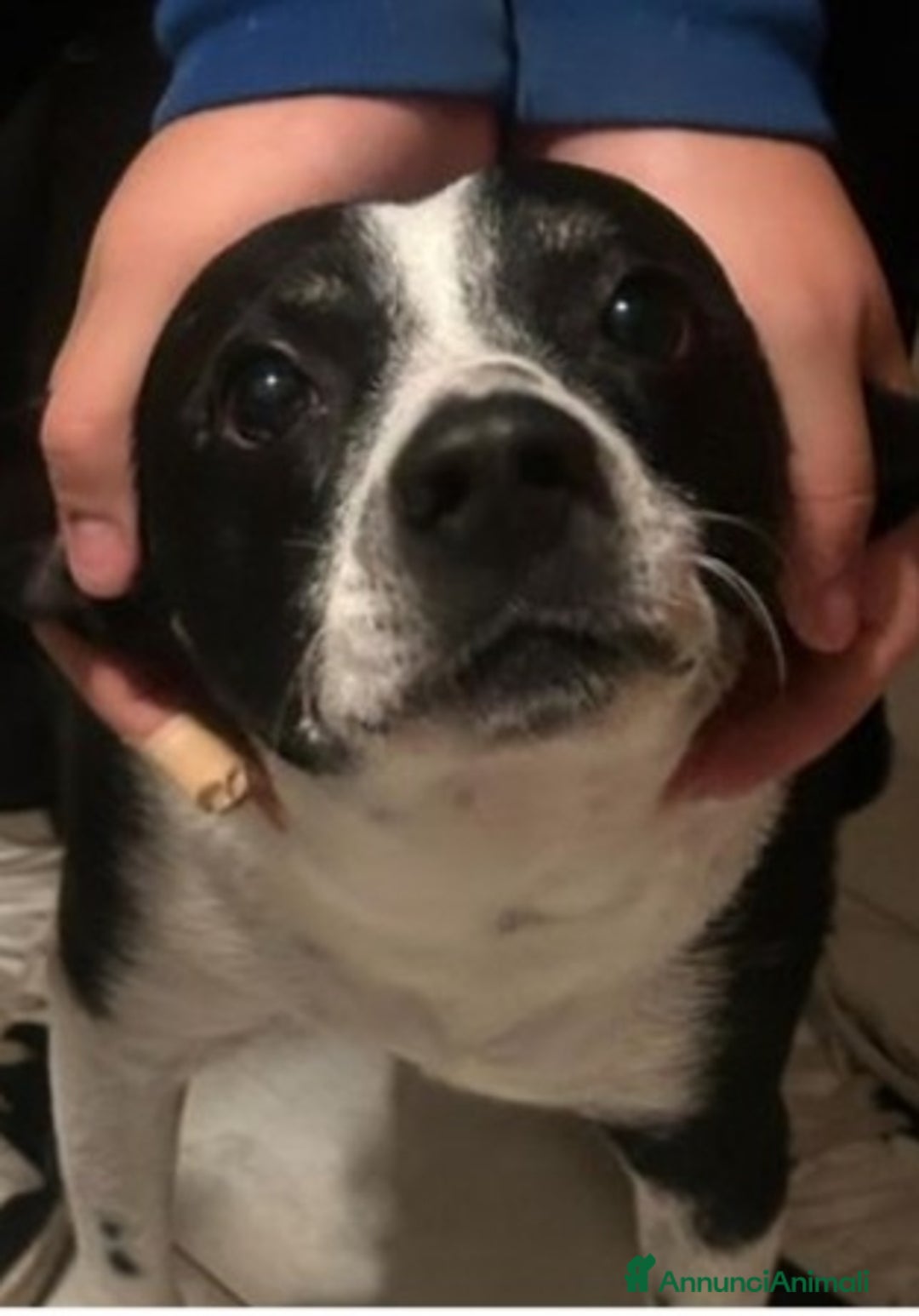 Meticcio cani in regalo: Rocky 4anni kg12 mollato mesi fa.CASERTA HELP a Città metropolitana di Milano - Immagine 1