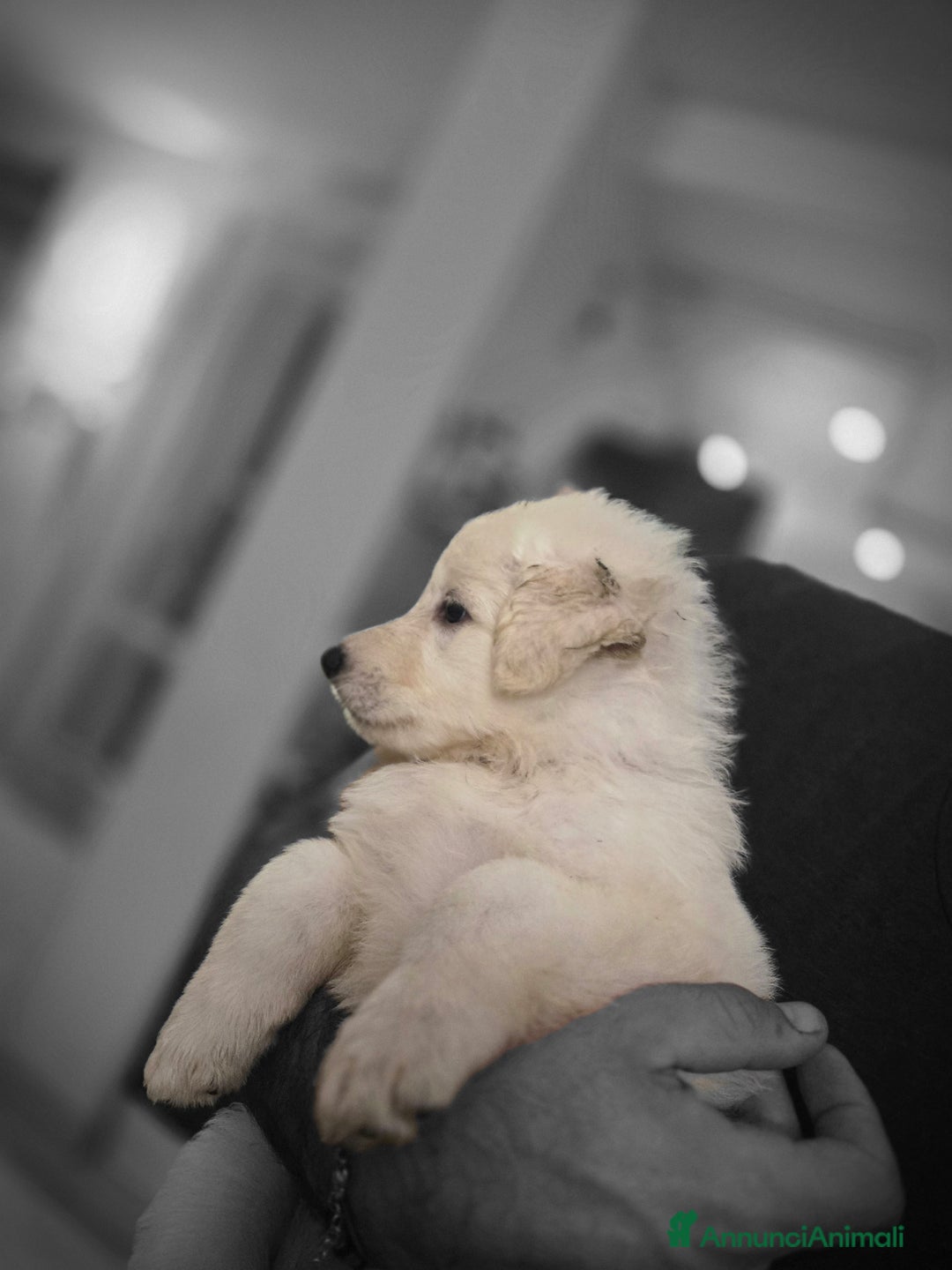 Pastore Svizzero cani in vendita: Cuccioli di pastore svizzero bianco - Annuncio 14