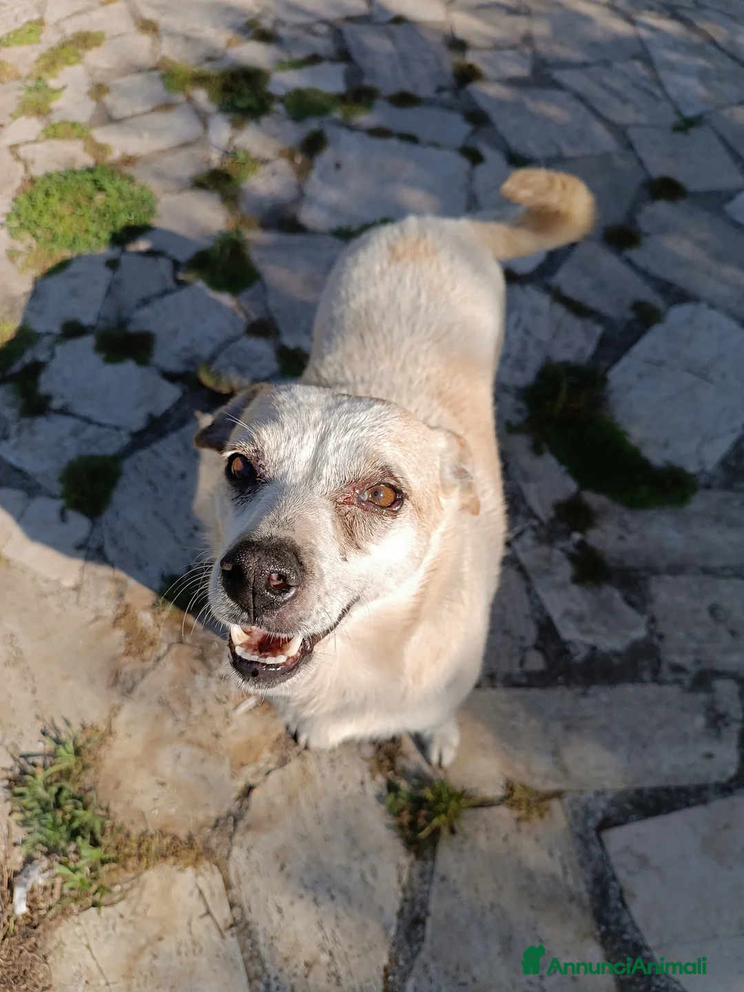 Meticcio cani in regalo: PANNA. adozione del cuore - Annuncio 6
