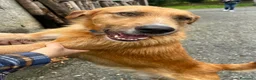 Meticcio cani in regalo: Rick il bello a Provincia di Savona - Annuncio 5