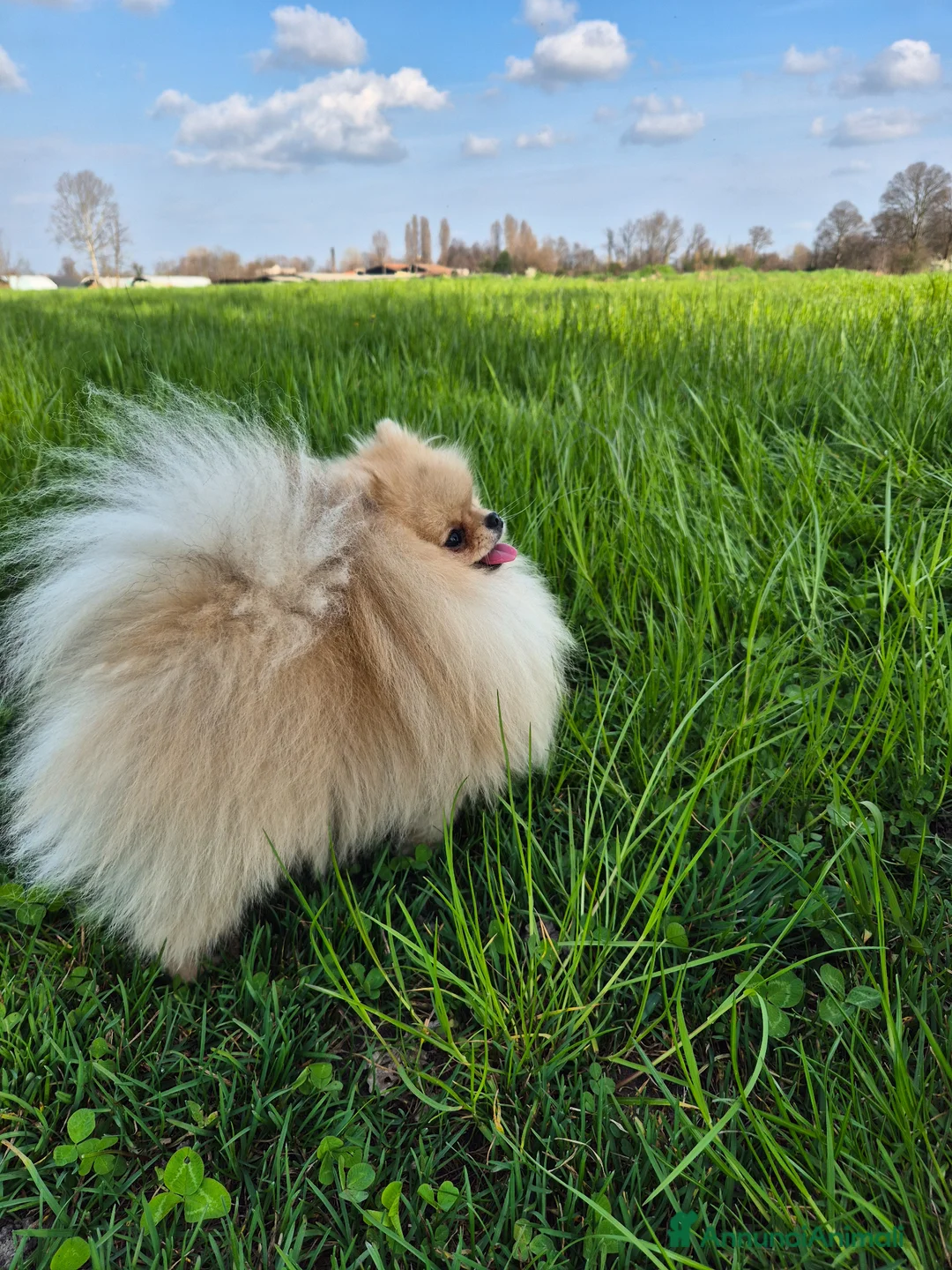Spitz cani per accoppiamento: Spitz tedesco nano Pomerania per monta - Annuncio 6
