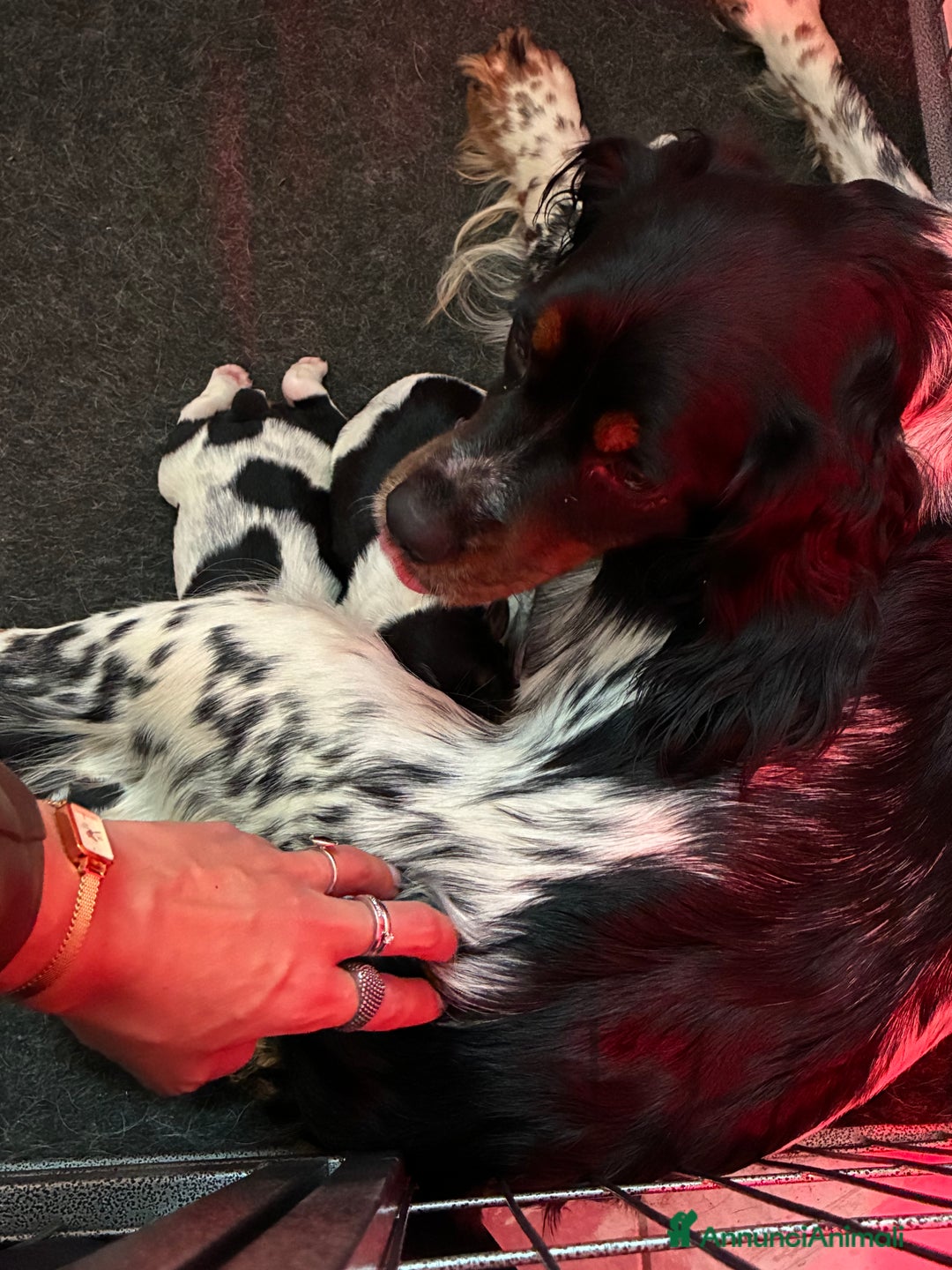 Breton cani in vendita: Disponibile cucciolo maschio di Épagneul Breton - Annuncio 7