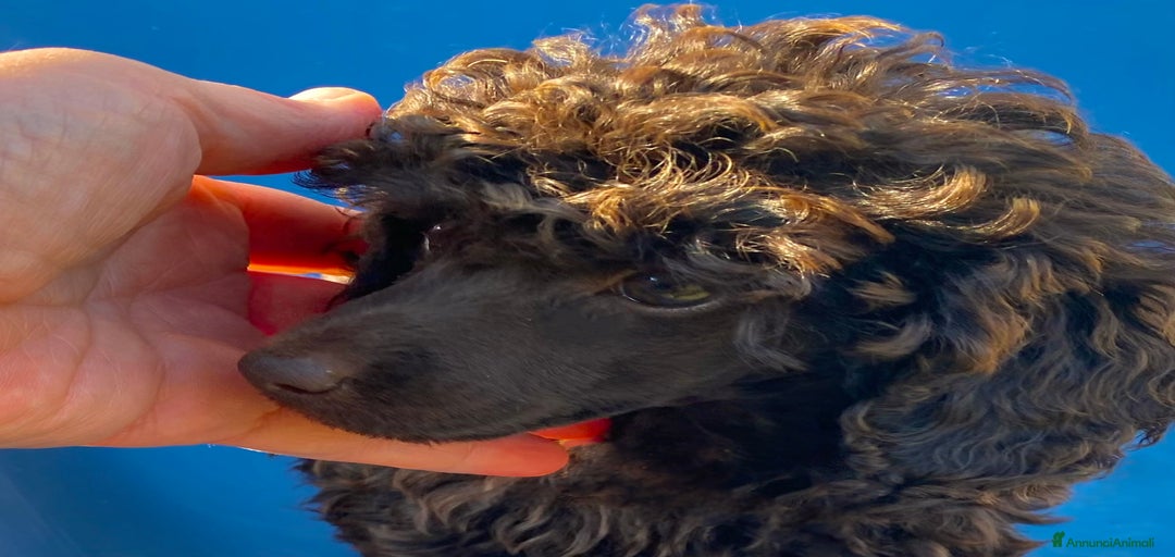 Immagine della galleria {{count}}