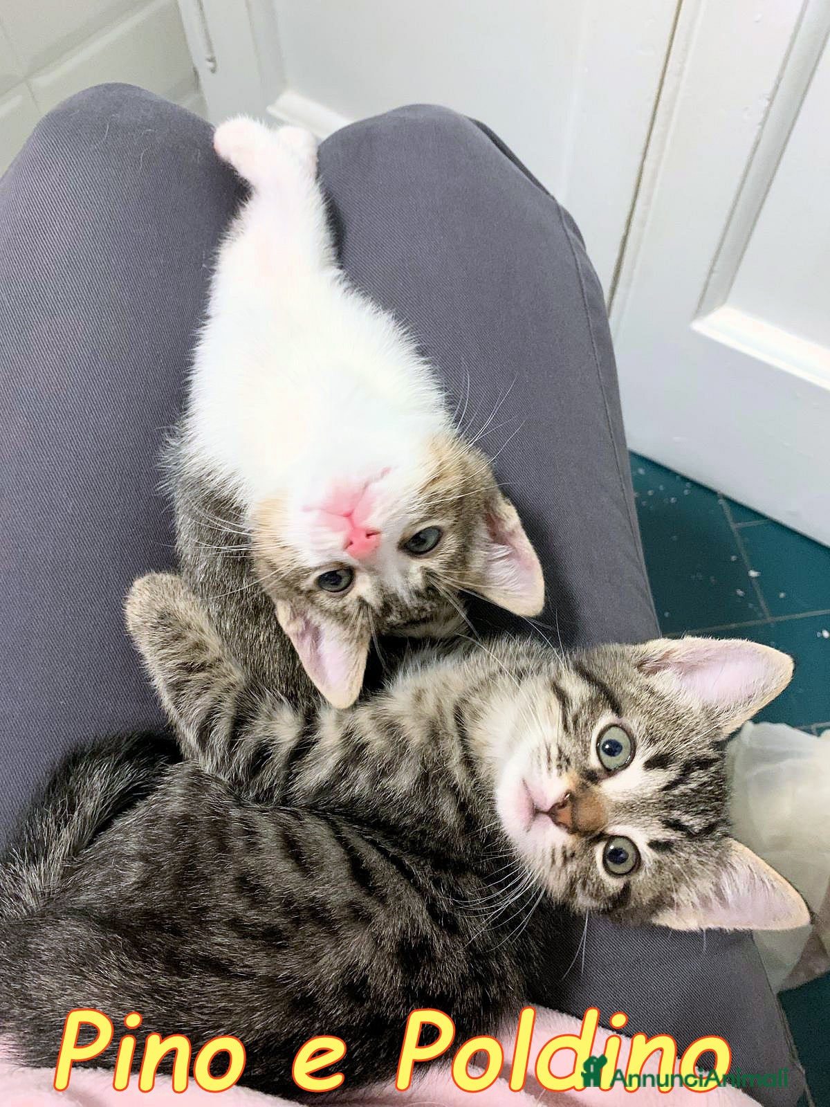 Europeo gatti PINO E POLDINO DUE TESORI DI GATTINI - Annuncio 21