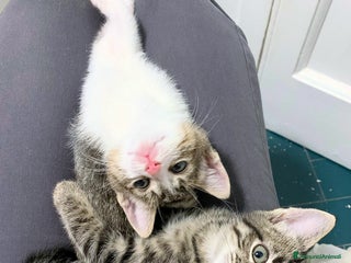 Europeo gatti PINO E POLDINO DUE TESORI DI GATTINI - Annuncio 8