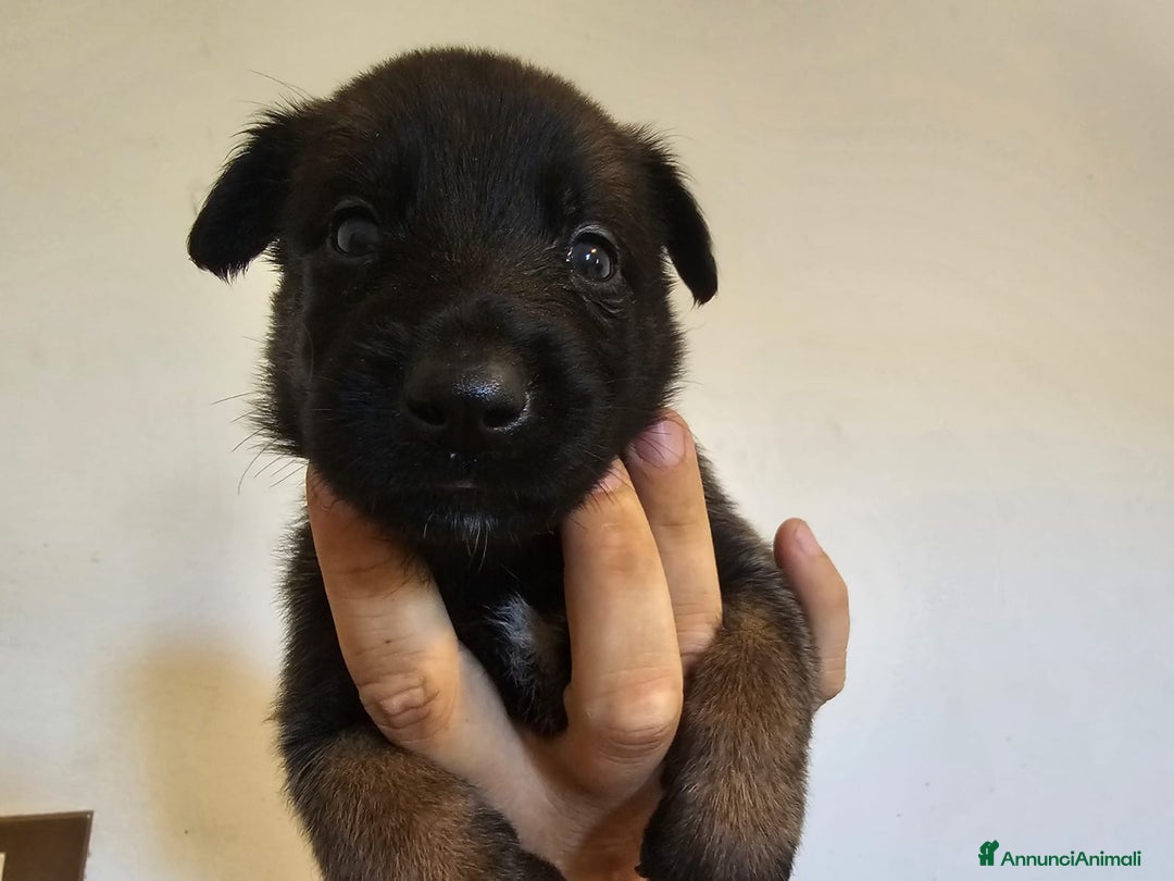 Pastore Belga cani in vendita: Pastore Belga cuccioli a Venedig - Immagine 10