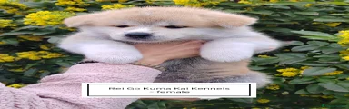 Akita Inu Cucciolo 6