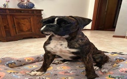 Boxer cani in vendita: Femmina Boxer tigrata a Città Metropolitana di Venezia - Immagine 1