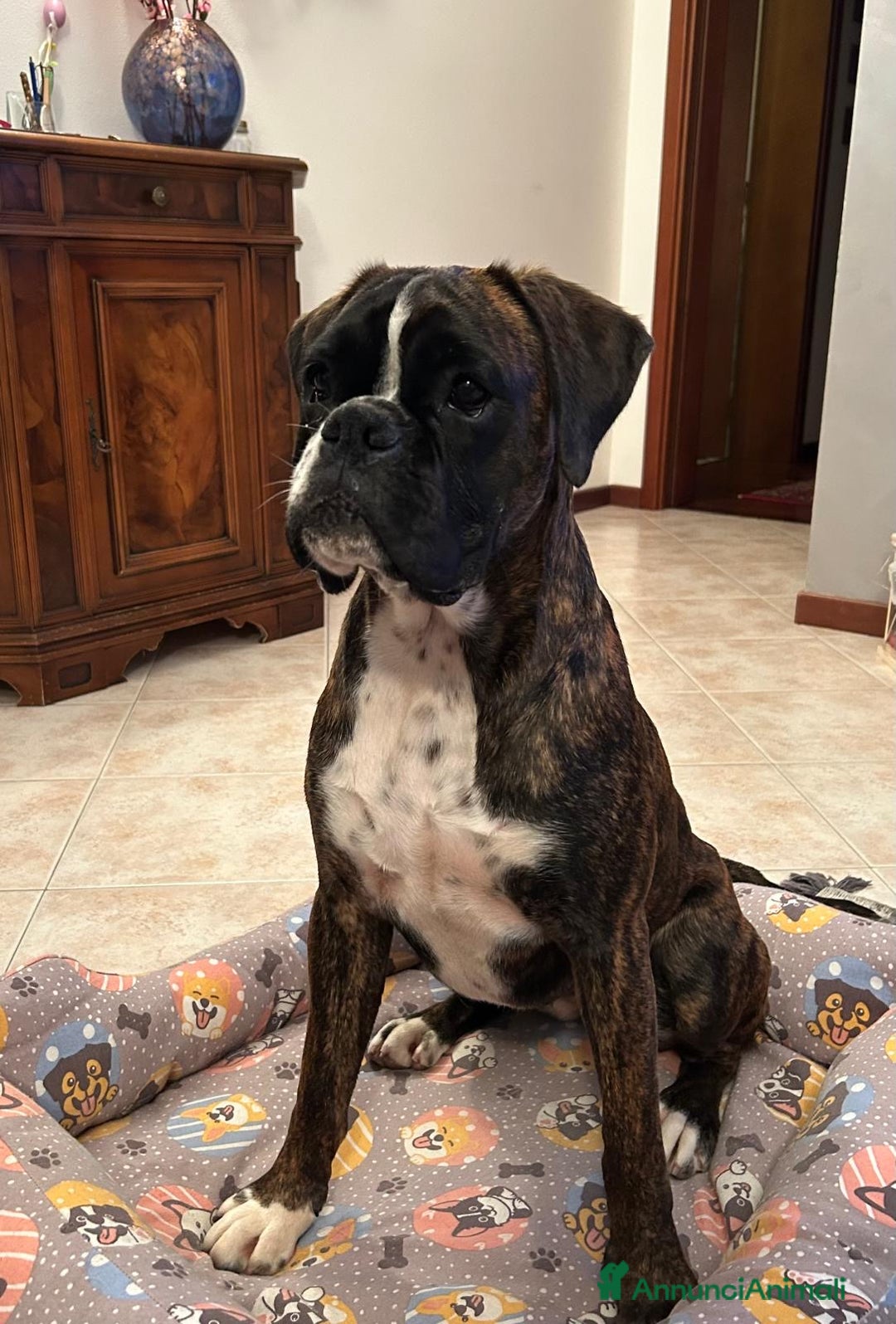 Boxer cani in vendita: Femmina Boxer tigrata a Città Metropolitana di Venezia - Immagine 1