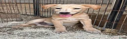Meticcio cani in regalo: CUCCIOLI, URGENTE: TEMPO SCADUTO  a Provincia di Arezzo - Annuncio 2