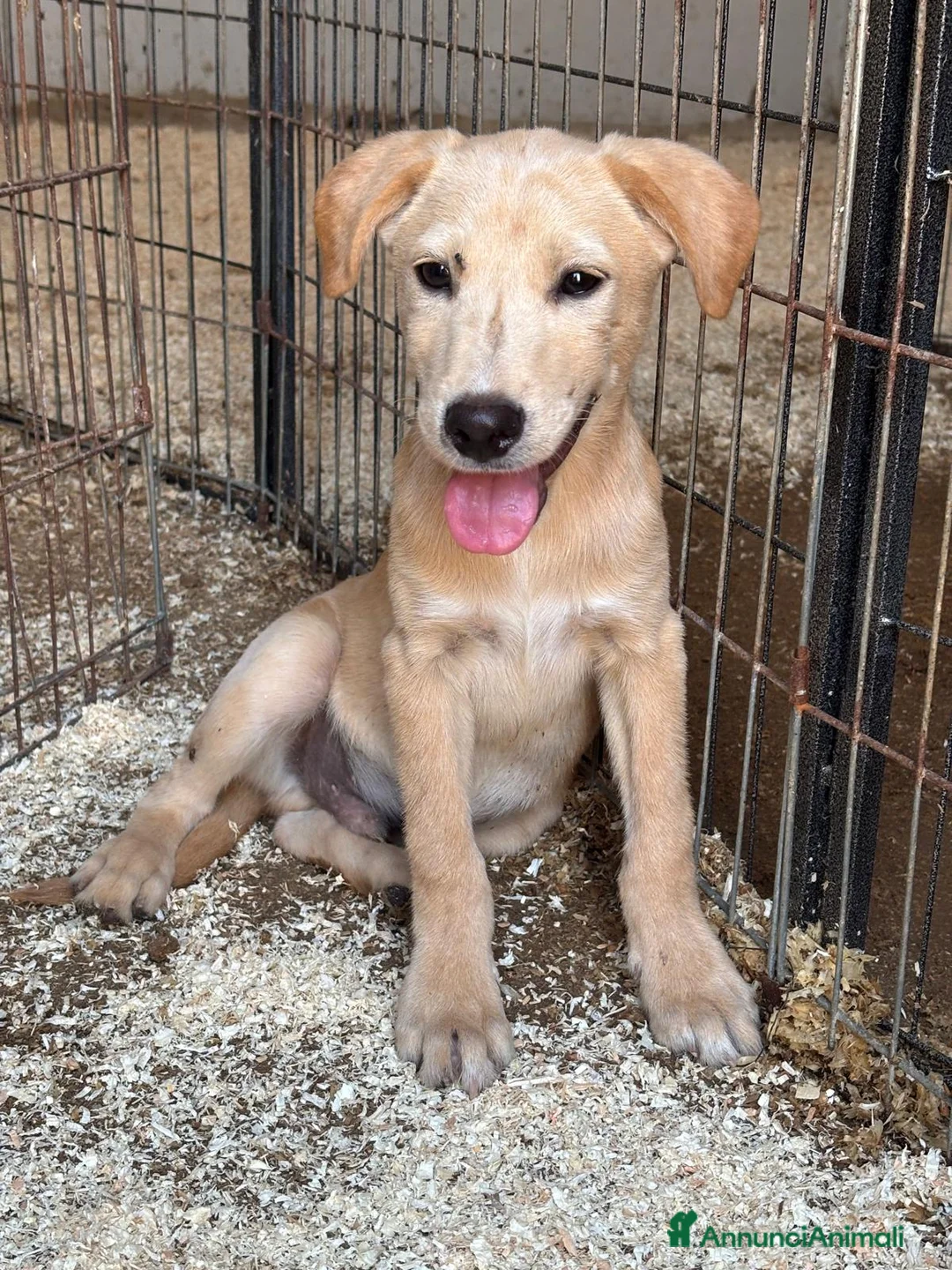 Meticcio cani in regalo: CUCCIOLI, URGENTE: TEMPO SCADUTO  a Provincia di Arezzo - Annuncio 2