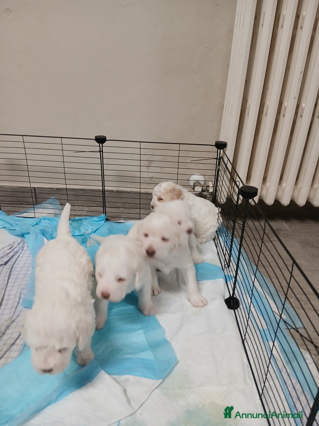 Meticcio cani in vendita: Cuccioli disponibili  - Annuncio 5