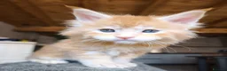 Maine Coon gatti in vendita: Maine coon a Provincia di Vicenza - Annuncio 8