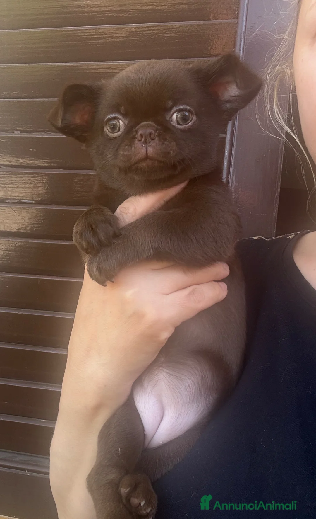 Chihuahua cani in vendita: Chihuahua cucciola  - Annuncio 2