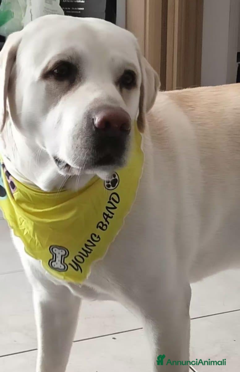 Labrador cani Labrador maschio per accoppiamento - Annuncio 1