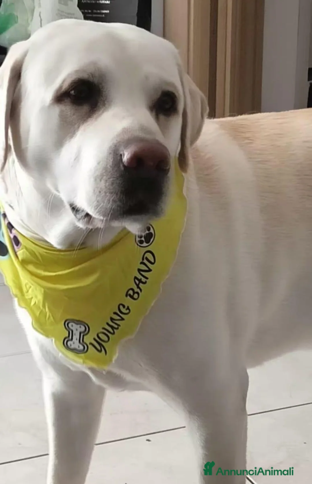 Labrador cani per accoppiamento: Labrador maschio per accoppiamento - Annuncio 1