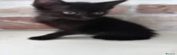 Europeo gatti in regalo: gatto cucciolo nero 1 mese cerca casa ❤️ - Annuncio 3