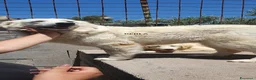 Pastore Abbruzzese Maremmano cani in regalo: Maremmano cuccioli e Mamma Perla - Annuncio 14