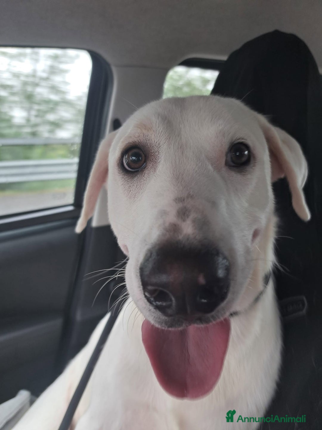 Meticcio cani in regalo: L'ULTIMA CHIAMATA PER TRUDY - Annuncio 2