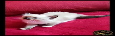 Ragdoll 11