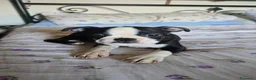 Boston Terrier cani in vendita: Cucciolo Boston Terrier - Annuncio 5