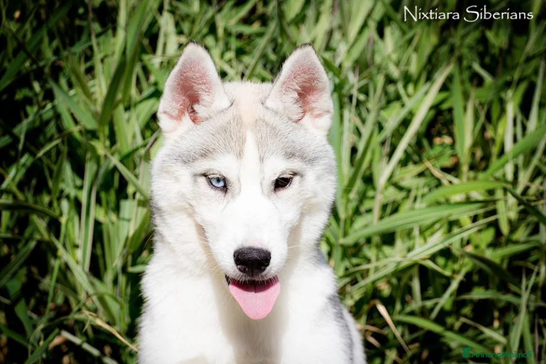 Immagine della galleria {{count}}