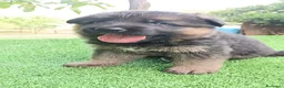 Pastore Tedesco cani in vendita: Cucciolata di Pastori Tedeschi - Annuncio 6