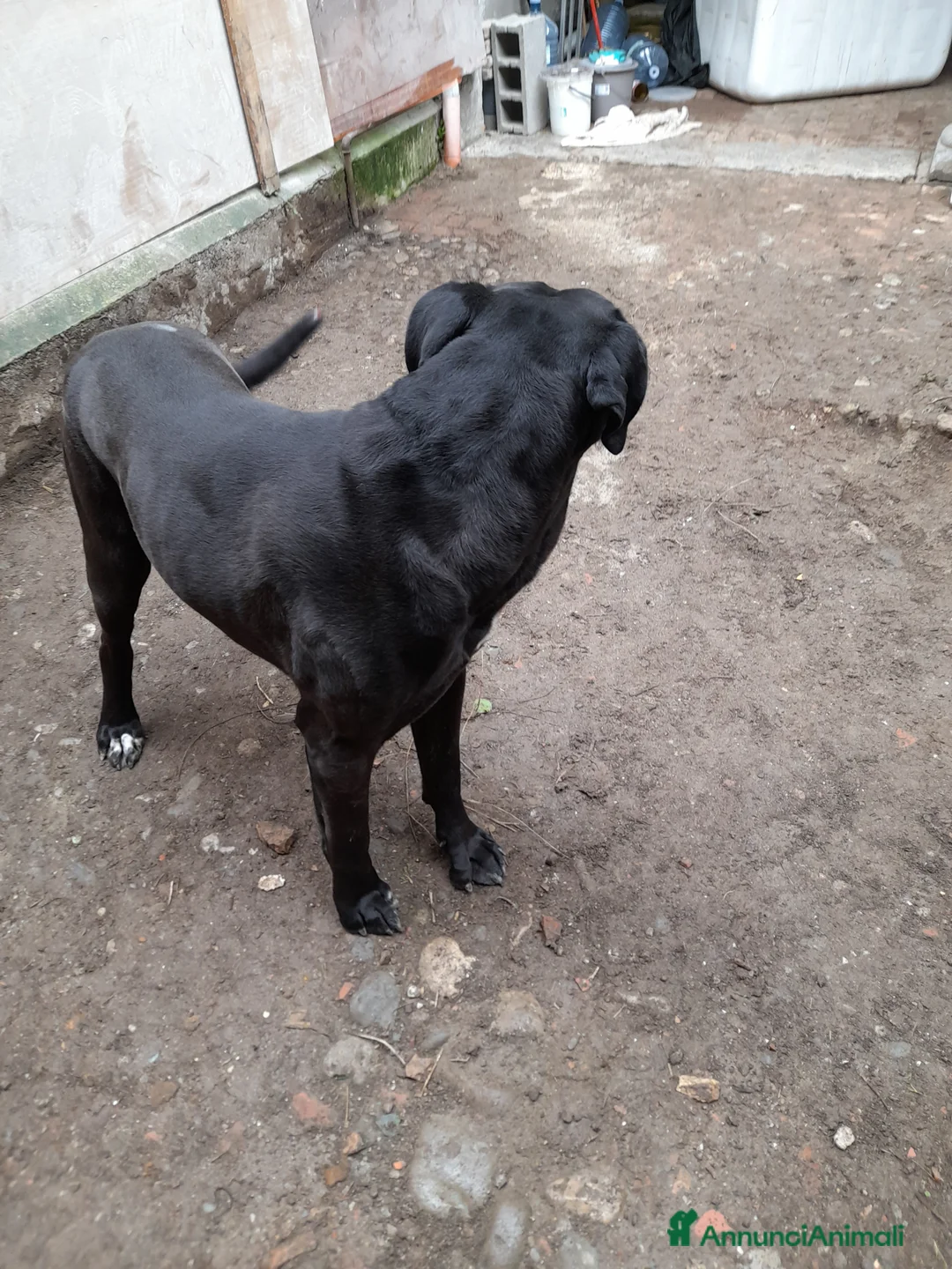 Cane Corso cani in regalo: 4 anni e mezzo cane corso a Provincia di Bergamo - Annuncio 6