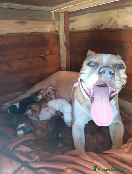 American Bully cani American Bully  - Annuncio 22