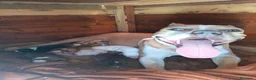 American Bully cani in vendita: American Bully  a Provincia di Nuoro - Annuncio 1