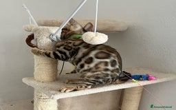 Bengala gatti in vendita: Ultimi tra maschietti di gatto bengala disponibili a Provincia di Sassari - Immagine 8