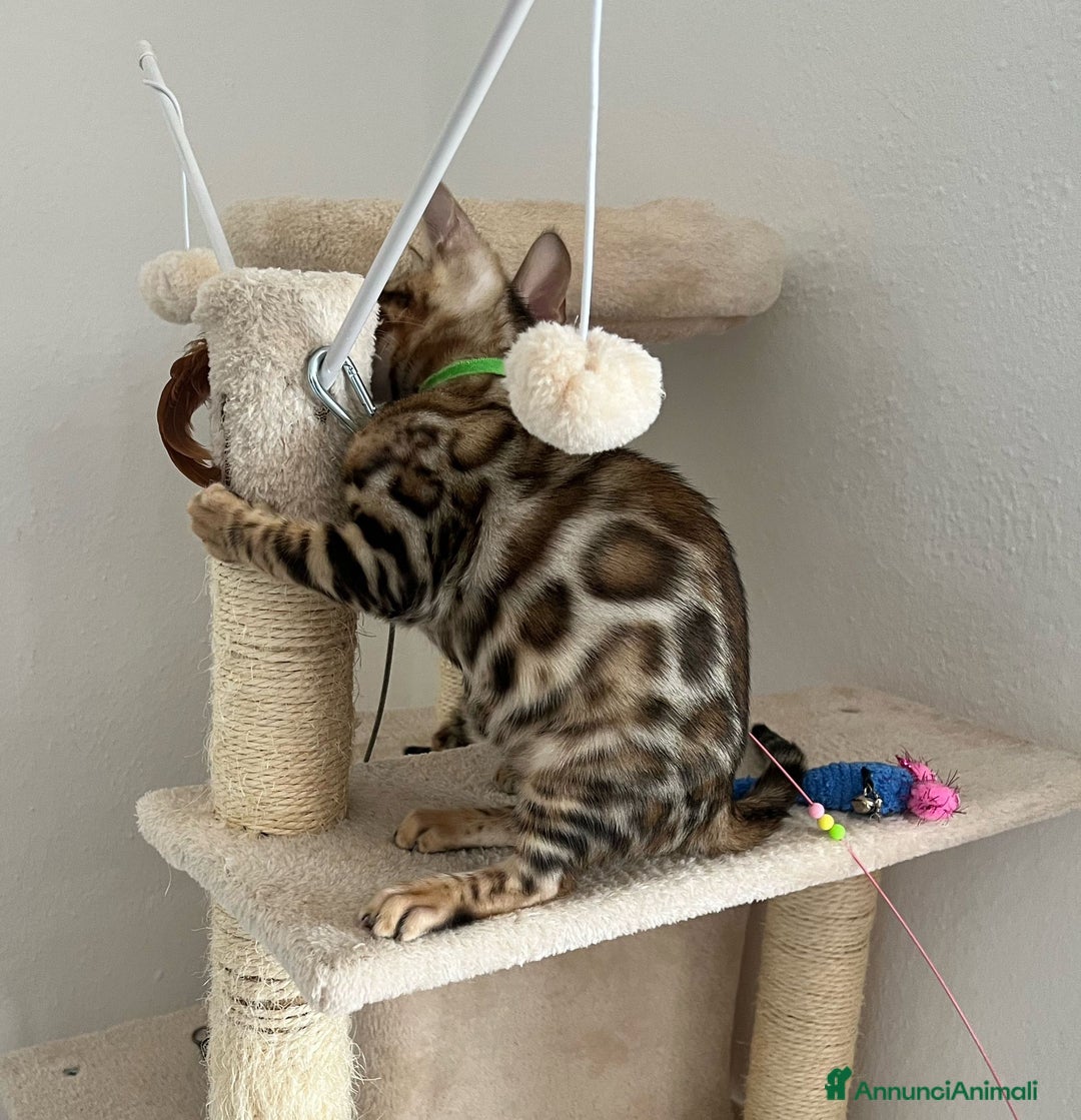 Bengala gatti in vendita: Ultimi tra maschietti di gatto bengala disponibili a Provincia di Sassari - Immagine 8