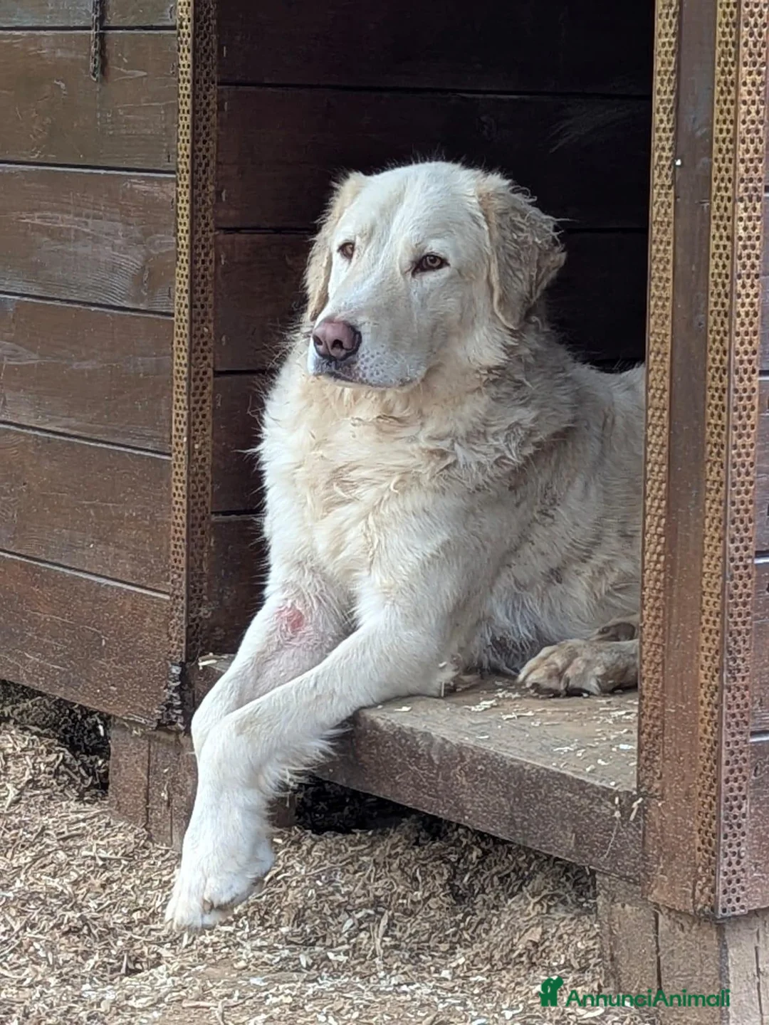 Meticcio cani in regalo: IL DOLCISSIMO OSVALDO CERCA LA SUA FAMIGLIA - Annuncio 2