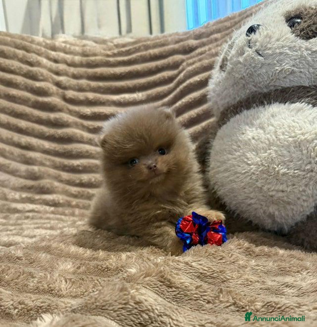 Volpino Pomerania cani in vendita: Bella ragazza pomerania lasciata - Annuncio 4