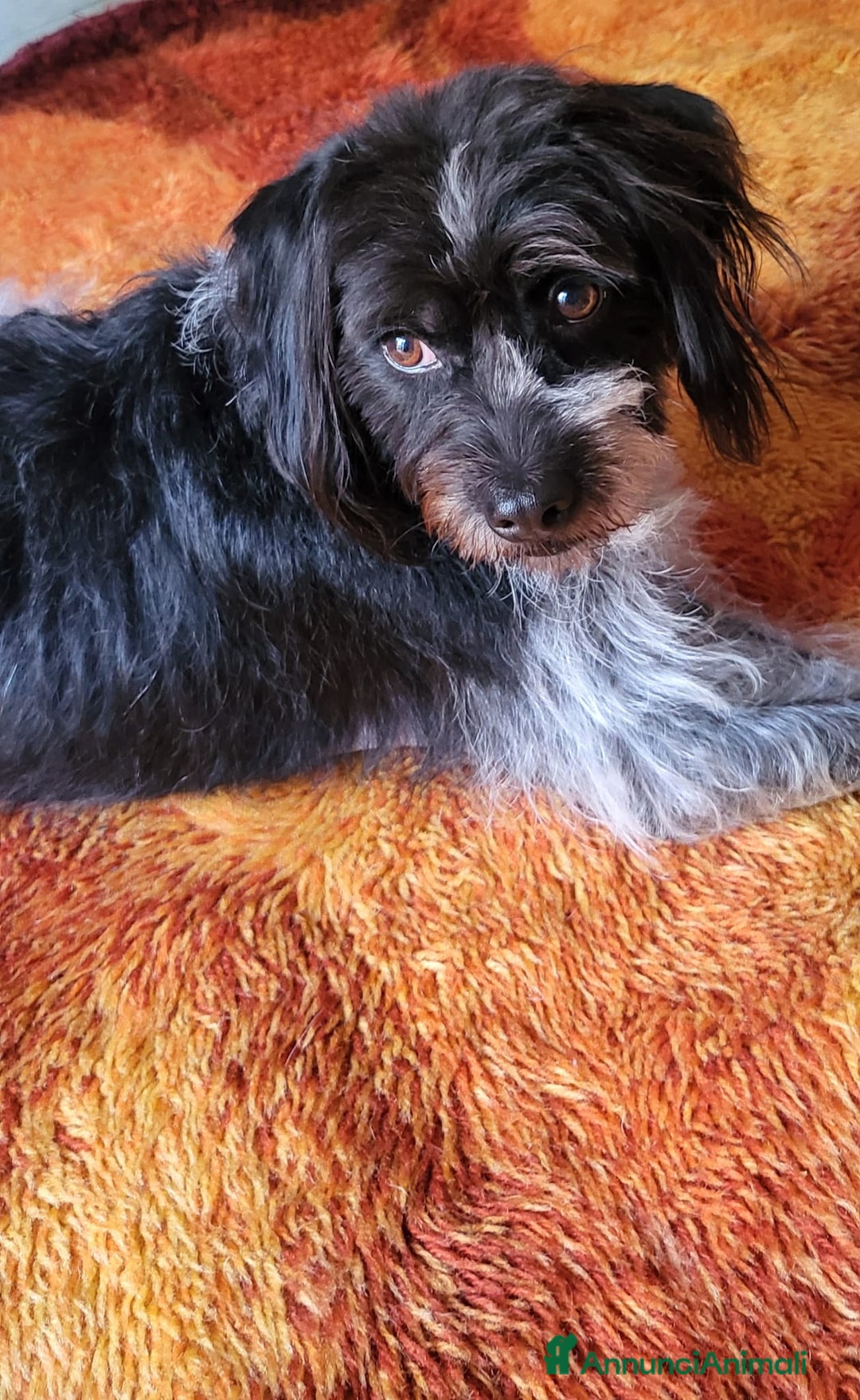 Meticcio cani in regalo: Mia 5anni mix spinoncina tg media MILANO - Annuncio 4